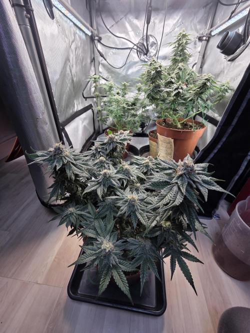 Tangerine dream & White runtz. Week 12