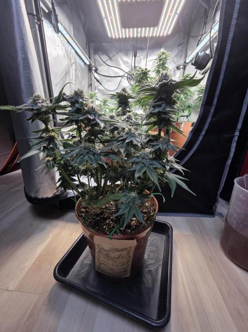 Tangerine dream & White runtz. Week 12