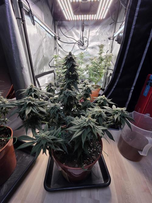 Tangerine dream & White runtz. Week 12