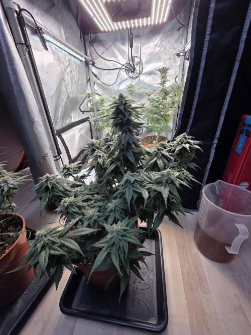 Tangerine dream & White runtz. Week 12
