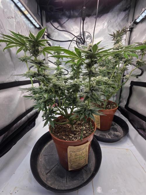 Tangerine dream & White runtz. Week 12