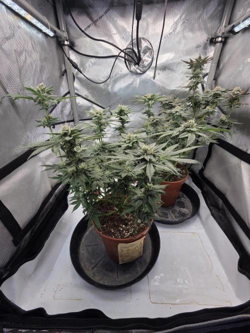 Tangerine dream & White runtz. Week 12