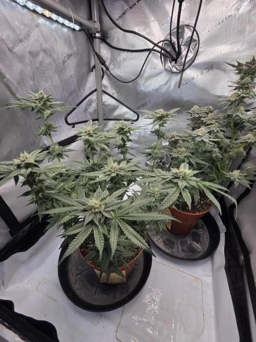 Tangerine dream & White runtz. Week 12