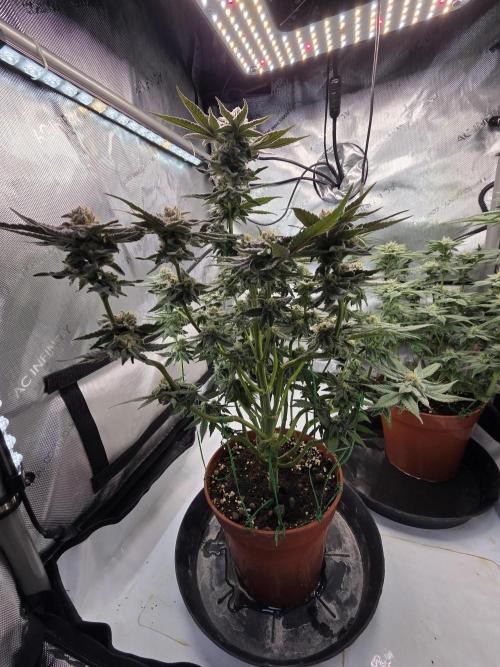 Tangerine dream & White runtz. Week 12