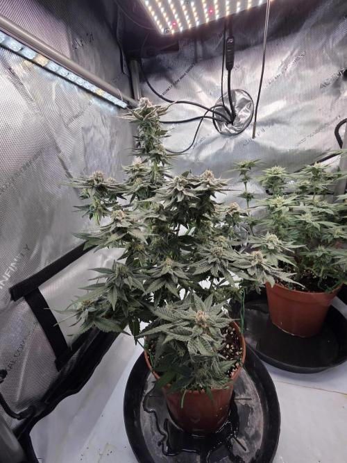 Tangerine dream & White runtz. Week 12