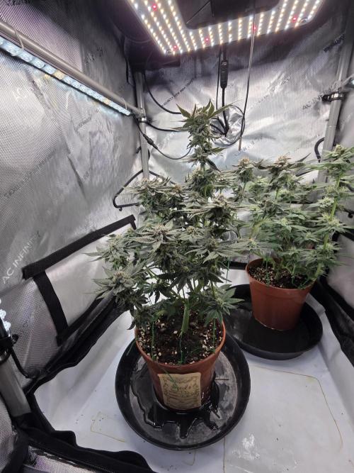 Tangerine dream & White runtz. Week 12