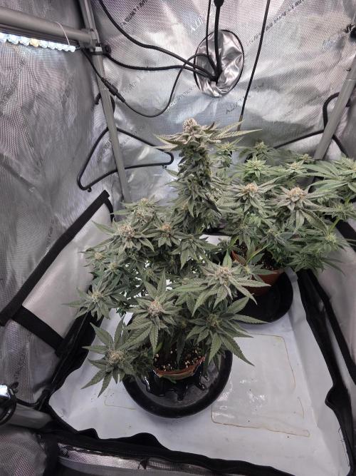 Tangerine dream & White runtz. Week 12