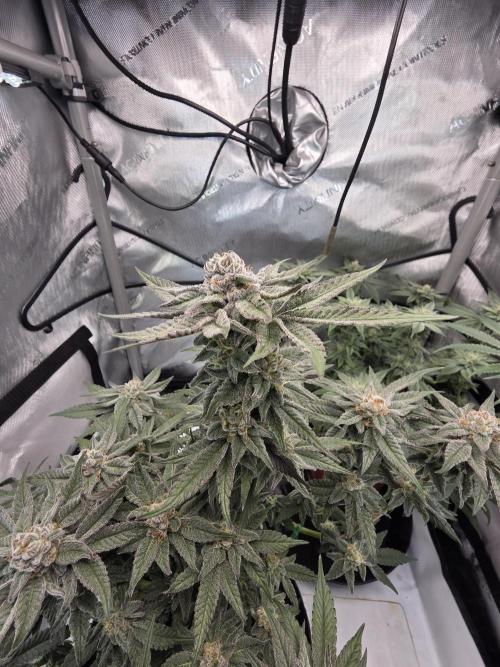 Tangerine dream & White runtz. Week 12