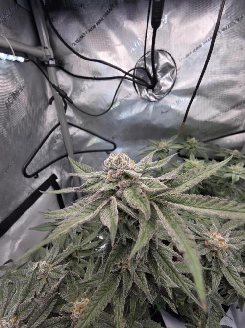 Tangerine dream & White runtz. Week 12