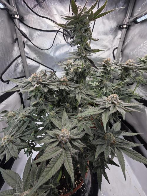 Tangerine dream & White runtz. Week 12