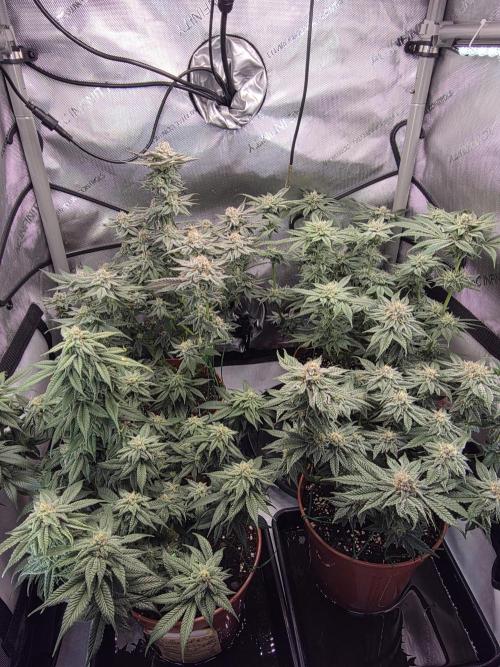 Tangerine dream & White runtz. Week 12