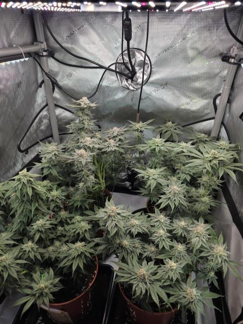 Tangerine dream & White runtz. Week 12