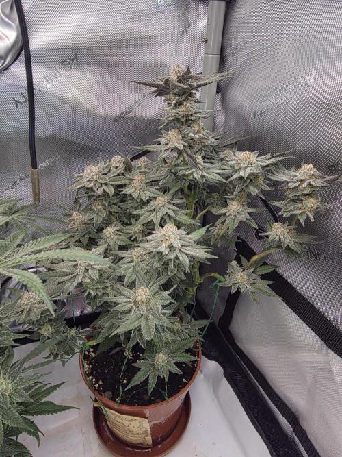 Tangerine dream & White runtz. Week 13