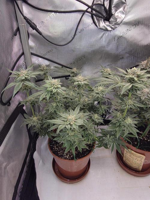 Tangerine dream & White runtz. Week 13
