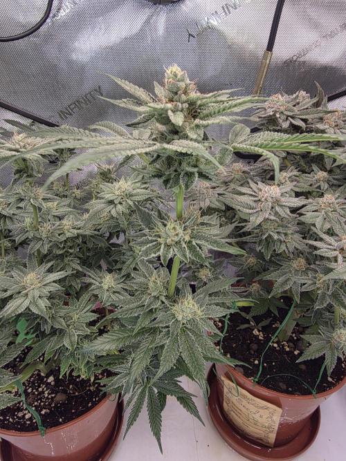 Tangerine dream & White runtz. Week 13