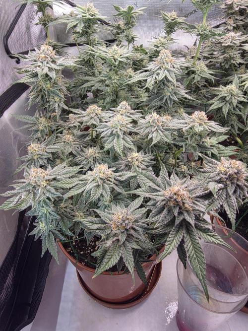 Tangerine dream & White runtz. Week 13