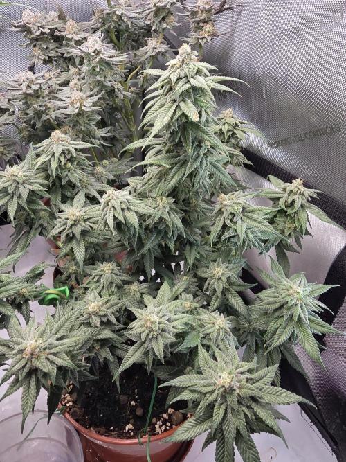 Tangerine dream & White runtz. Week 13