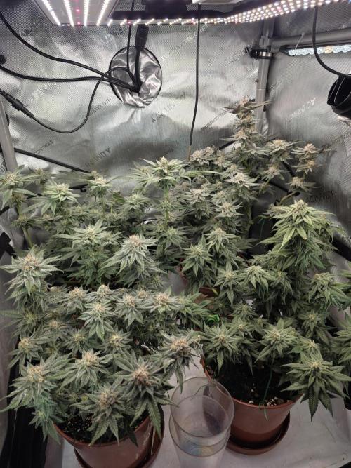 Tangerine dream & White runtz. Week 13