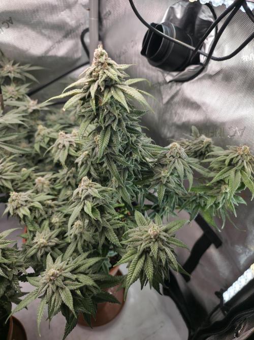 Tangerine dream & White runtz. Week 14