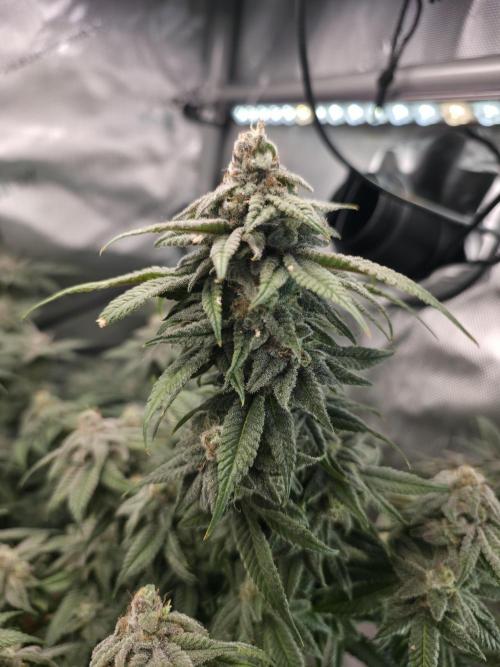 Tangerine dream & White runtz. Week 14