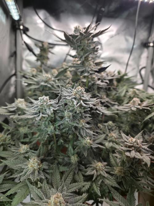 Tangerine dream & White runtz. Week 14
