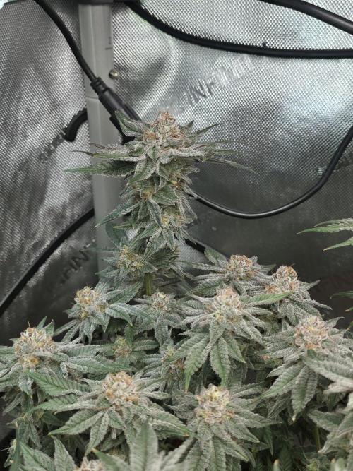 Tangerine dream & White runtz. Week 14