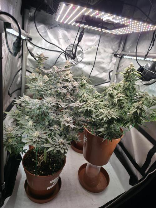 Tangerine dream & White runtz. Week 14