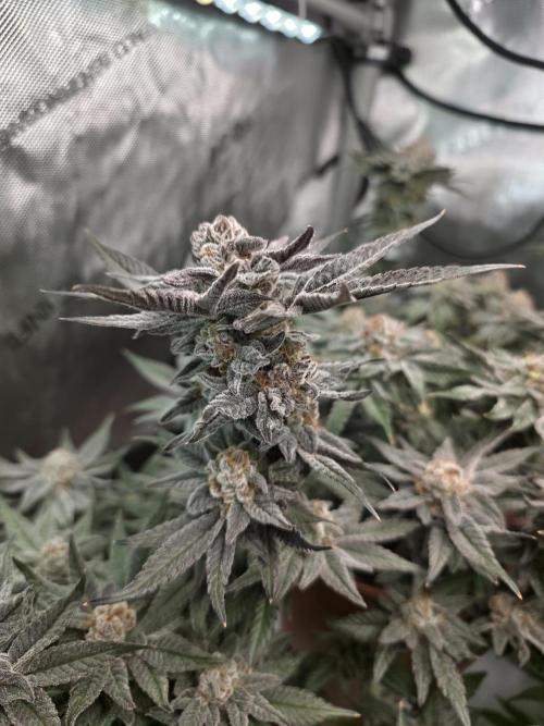 Tangerine dream & White runtz. Week 14