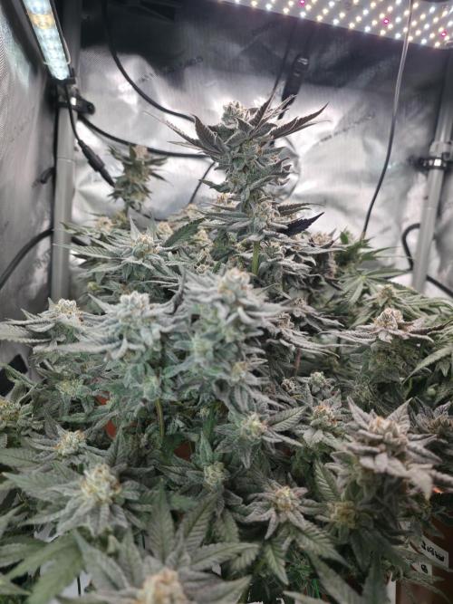 Tangerine dream & White runtz. Week 14