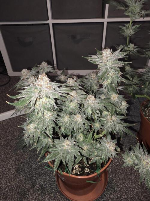 Tangerine dream & White runtz. Week 15