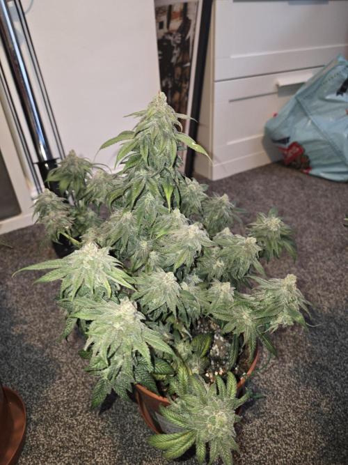 Tangerine dream & White runtz. Week 15