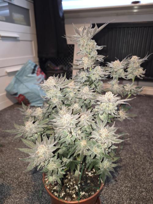 Tangerine dream & White runtz. Week 15