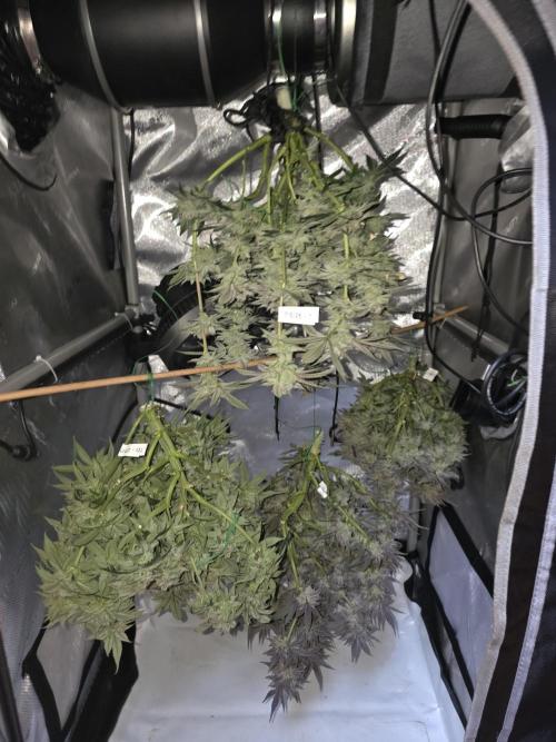 Tangerine dream & White runtz. Week 15