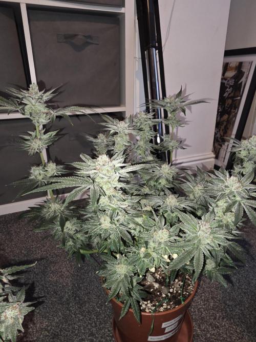 Tangerine dream & White runtz. Week 15
