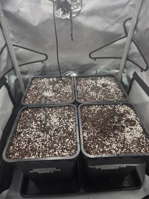 Do-Si-Delerium & Creme De La Creme X SS. Week 0