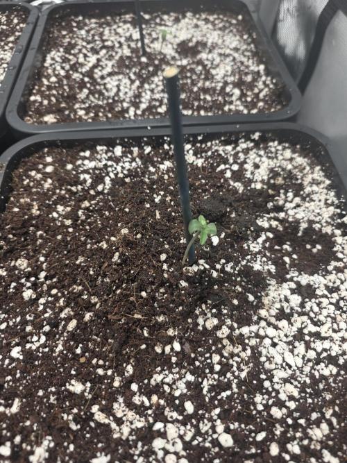 Do-Si-Delerium & Creme De La Creme X SS. Week 0