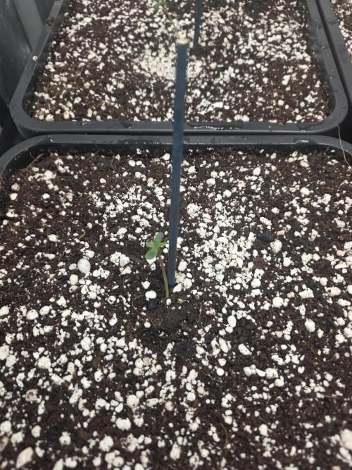 Do-Si-Delerium & Creme De La Creme X SS. Week 0