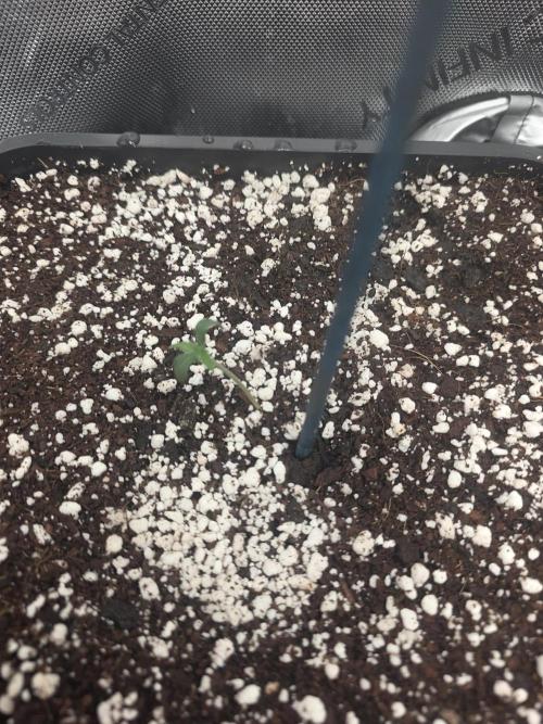 Do-Si-Delerium & Creme De La Creme X SS. Week 0