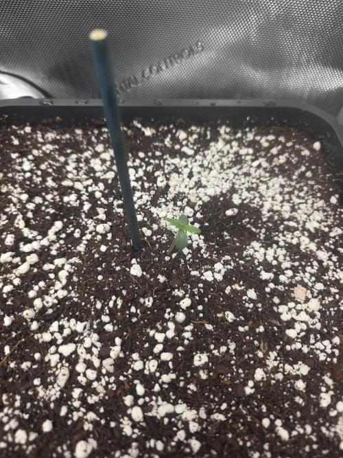 Do-Si-Delerium & Creme De La Creme X SS. Week 0
