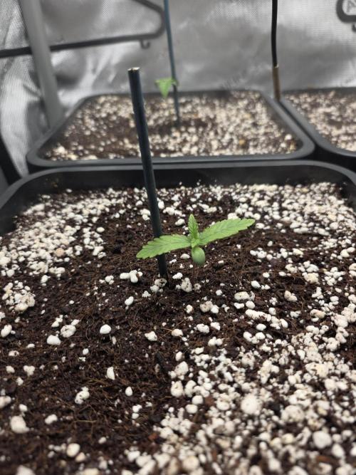 Do-Si-Delerium & Creme De La Creme X SS. Week 1