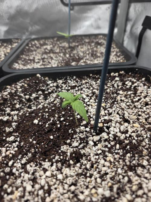 Do-Si-Delerium & Creme De La Creme X SS. Week 1