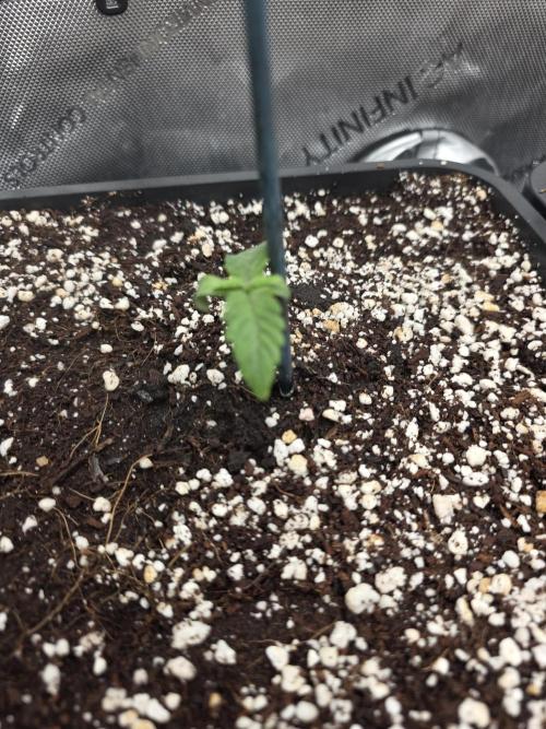 Do-Si-Delerium & Creme De La Creme X SS. Week 1