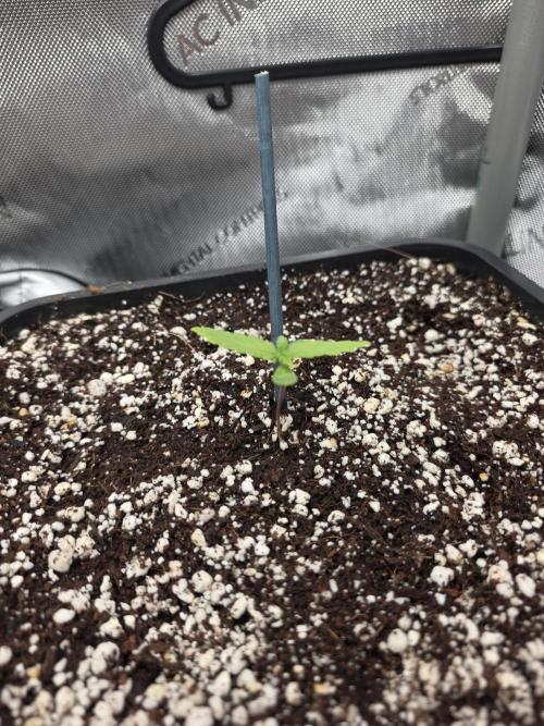 Do-Si-Delerium & Creme De La Creme X SS. Week 1