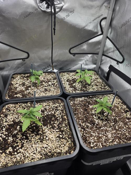 Do-Si-Delerium & Creme De La Creme X SS. Week 2