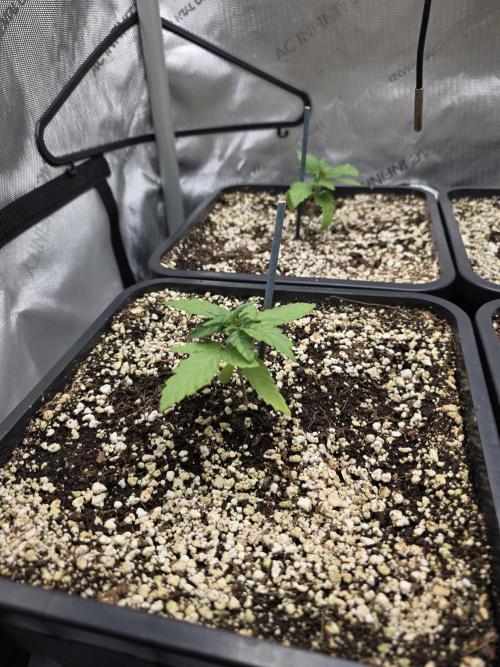 Do-Si-Delerium & Creme De La Creme X SS. Week 2