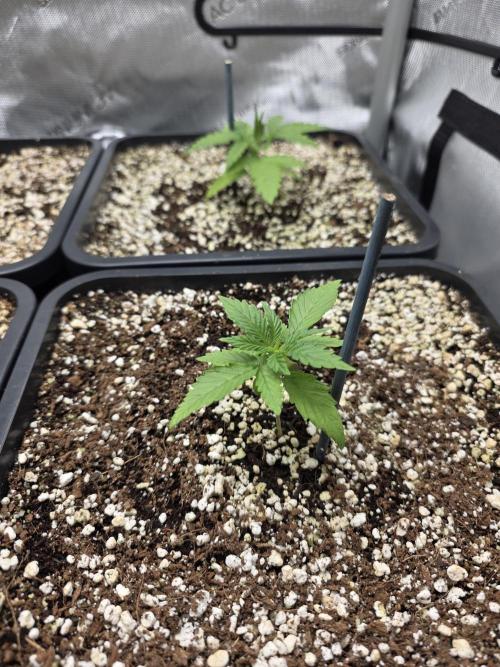 Do-Si-Delerium & Creme De La Creme X SS. Week 2