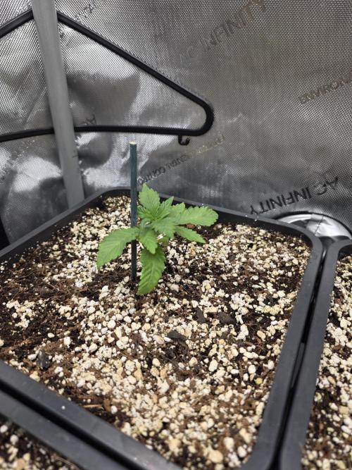 Do-Si-Delerium & Creme De La Creme X SS. Week 2