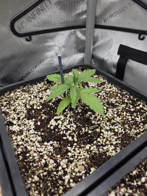 Do-Si-Delerium & Creme De La Creme X SS. Week 2