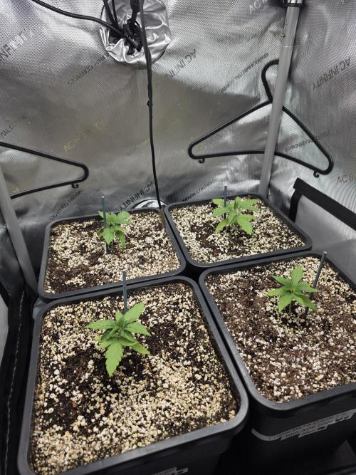 Do-Si-Delerium & Creme De La Creme X SS. Week 2