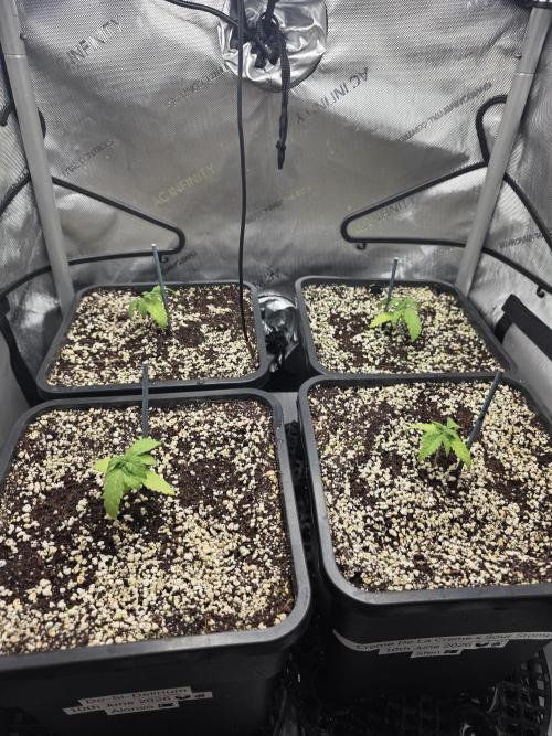 Do-Si-Delerium & Creme De La Creme X SS. Week 2